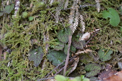 Corybas oblongus