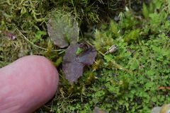 Corybas oblongus