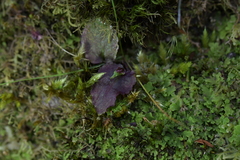 Corybas oblongus