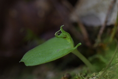 Corybas oblongus