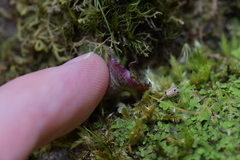 Corybas oblongus