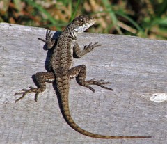 Tropidurus etheridgei