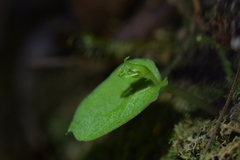 Corybas oblongus