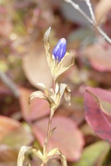 Gentiana linearis