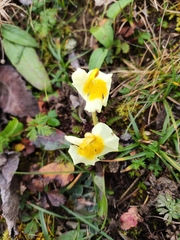 Pedicularis cranolopha