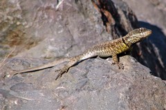 Tropidurus etheridgei