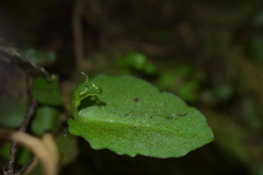 Corybas oblongus