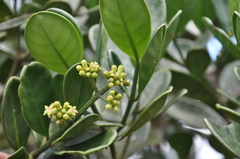 Image of Psychotria olgae