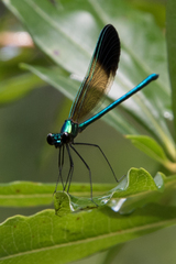Calopteryx dimidiata