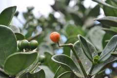 Psychotria olgae