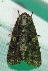 Acronicta afflicta