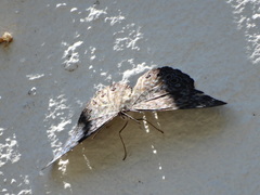 Hamadryas atlantis lelaps