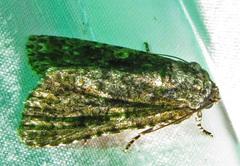 Acronicta afflicta
