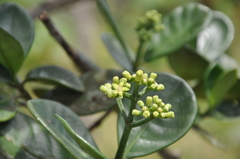Psychotria olgae