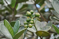 Psychotria olgae