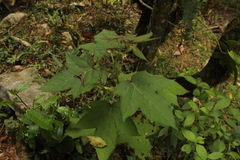 Solanum acerifolium