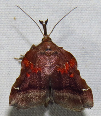 Clydonopteron sacculana
