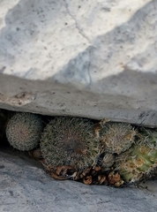 Epithelantha unguispina