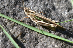 Aiolopus thalassinus tamulus