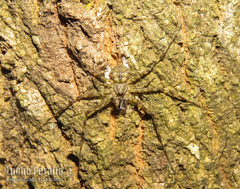 Iviraiva pachyura