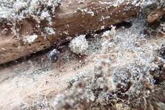 Steatoda lepida
