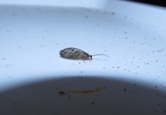 Wesmaelius subnebulosus