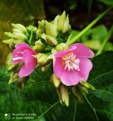 Dombeya burgessiae