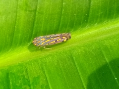Apogonalia stalii