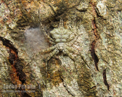 Iviraiva pachyura