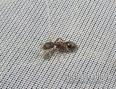 Synemosyna aurantiaca