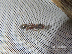 Synemosyna aurantiaca