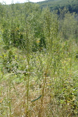 Papilio machaon pikei