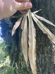 Pyrrosia polydactylos