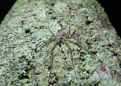 Iviraiva pachyura