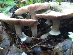 Agaricus moelleri