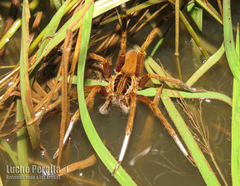 Ancylometes concolor