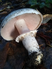 Agaricus moelleri