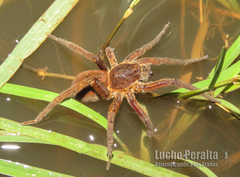 Ancylometes concolor