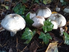 Agaricus moelleri