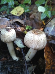 Agaricus moelleri