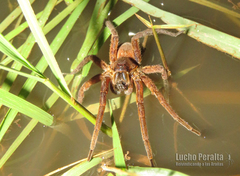 Ancylometes concolor