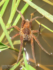 Ancylometes concolor