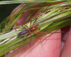 Cheiracanthium gracile