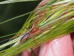 Cheiracanthium gracile
