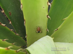 Psecas sumptuosus