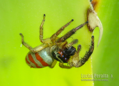 Psecas sumptuosus