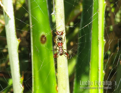 Micrathena swainsoni