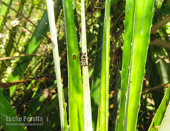 Micrathena swainsoni