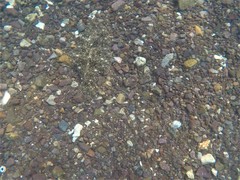 Bigmouth Sanddab photo 5