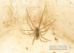 Paradossenus longipes